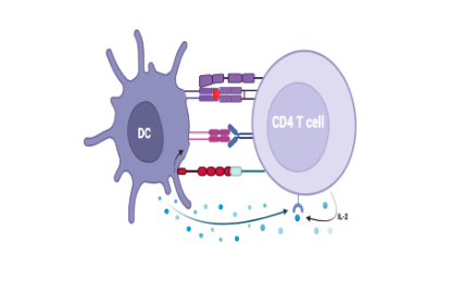 T cell activation